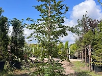 5x rode beuk, fagus 'atropunicea', zuilvorm, roodbladig, ca. 4-5 m hoog - afbeelding 4 van  6