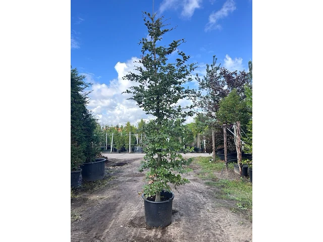 5x rode beuk, fagus 'atropunicea', zuilvorm, roodbladig, ca. 4-5 m hoog - afbeelding 5 van  6