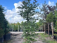 5x rode beuk, fagus 'atropunicea', zuilvorm, roodbladig, ca. 4-5 m hoog - afbeelding 5 van  6