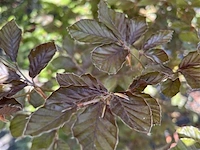 5x rode beuk, fagus 'atropunicea', zuilvorm, roodbladig, ca. 4-5 m hoog - afbeelding 6 van  6