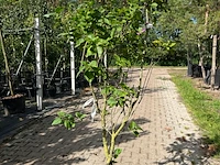 5x sering, syringa 'michel buchner', sierheester, paarse bloei, ca. 125-175 cm hoog