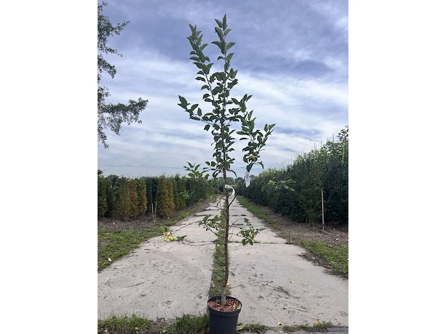 5x sierappel, malus 'red sentinel', bloesemboom, rode sierappeltjes, ca. 2.5 m hoog - afbeelding 1 van  3