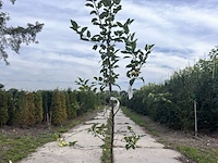 5x sierappel, malus 'red sentinel', bloesemboom, rode sierappeltjes, ca. 2.5 m hoog