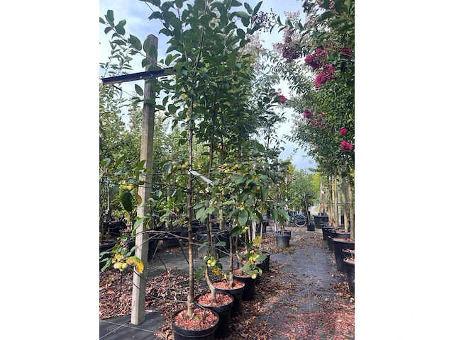 5x sierappel, malus 'red sentinel', bloesemboom, rode sierappeltjes, ca. 2.5 m hoog - afbeelding 2 van  3