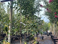 5x sierappel, malus 'red sentinel', bloesemboom, rode sierappeltjes, ca. 2.5 m hoog - afbeelding 2 van  3