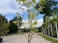 5x sierstruik, callicarpa, e.a., sierheester, bloei/herfstverkleuring, ca. 175-225 cm hoog