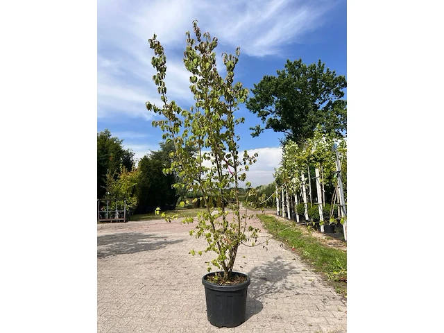 5x sierstruik, callicarpa, e.a., sierheester, bloei/herfstverkleuring, ca. 175-225 cm hoog - afbeelding 3 van  9
