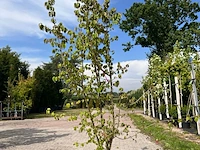5x sierstruik, callicarpa, e.a., sierheester, bloei/herfstverkleuring, ca. 175-225 cm hoog - afbeelding 3 van  9