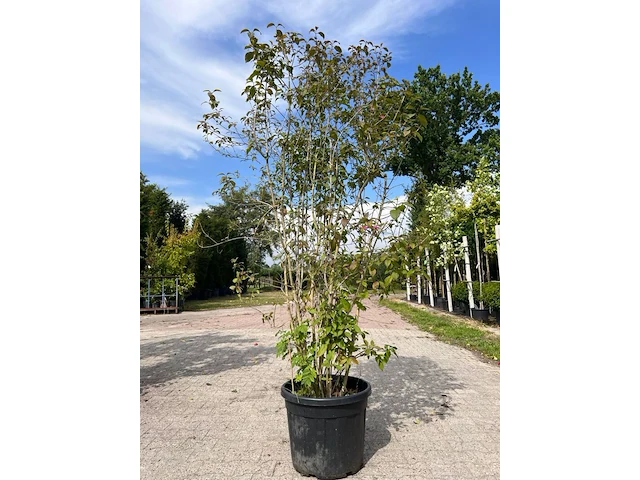 5x sierstruik, callicarpa, e.a., sierheester, bloei/herfstverkleuring, ca. 175-225 cm hoog - afbeelding 5 van  9