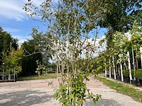 5x sierstruik, callicarpa, e.a., sierheester, bloei/herfstverkleuring, ca. 175-225 cm hoog - afbeelding 5 van  9