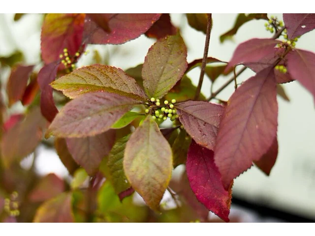 5x sierstruik, callicarpa, e.a., sierheester, bloei/herfstverkleuring, ca. 175-225 cm hoog - afbeelding 6 van  9