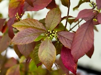 5x sierstruik, callicarpa, e.a., sierheester, bloei/herfstverkleuring, ca. 175-225 cm hoog - afbeelding 6 van  9