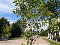 5x sierstruik, callicarpa, e.a., sierheester, bloei/herfstverkleuring, ca. 175-225 cm hoog - afbeelding 7 van  9