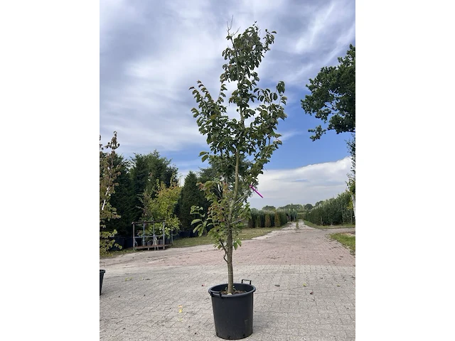 5x sierstruik, callicarpa, e.a., sierheester, bloei/herfstverkleuring, ca. 175-225 cm hoog - afbeelding 8 van  9