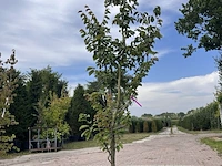 5x sierstruik, callicarpa, e.a., sierheester, bloei/herfstverkleuring, ca. 175-225 cm hoog - afbeelding 8 van  9