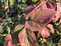 5x sierstruik, callicarpa, e.a., sierheester, bloei/herfstverkleuring, ca. 175-225 cm hoog - afbeelding 9 van  9