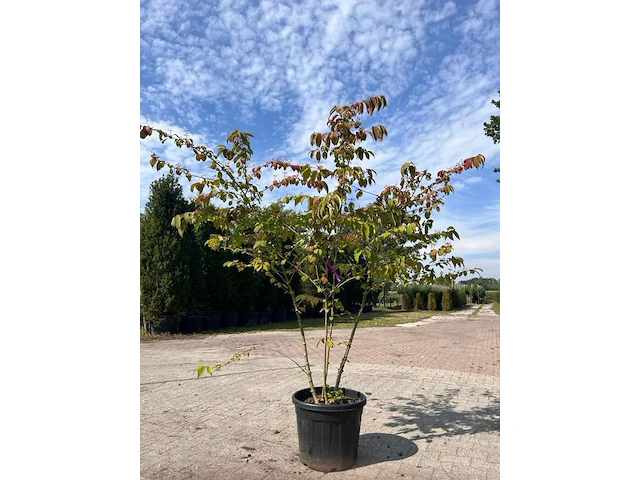5x sierstruik, cercidiphyllum japonicum, e.a., sierheester, bloei/herfstverkleuring, ca. 100-175 cm hoog - afbeelding 1 van  7