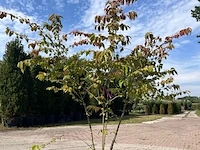 5x sierstruik, cercidiphyllum japonicum, e.a., sierheester, bloei/herfstverkleuring, ca. 100-175 cm hoog