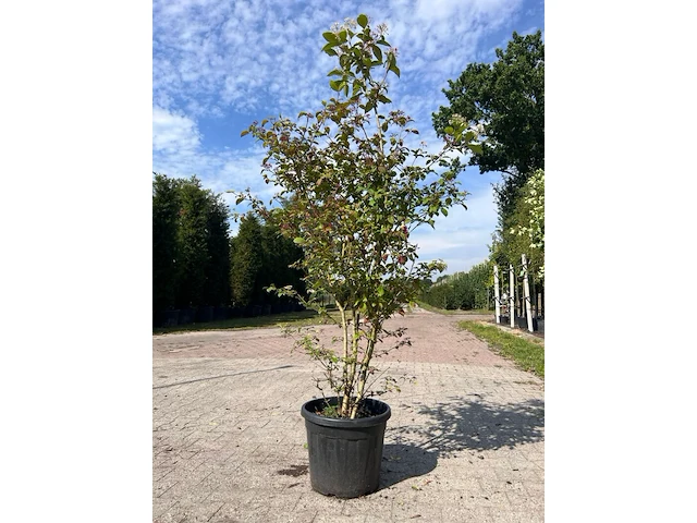5x sierstruik, cercidiphyllum japonicum, e.a., sierheester, bloei/herfstverkleuring, ca. 100-175 cm hoog - afbeelding 2 van  7