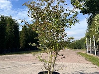5x sierstruik, cercidiphyllum japonicum, e.a., sierheester, bloei/herfstverkleuring, ca. 100-175 cm hoog - afbeelding 2 van  7
