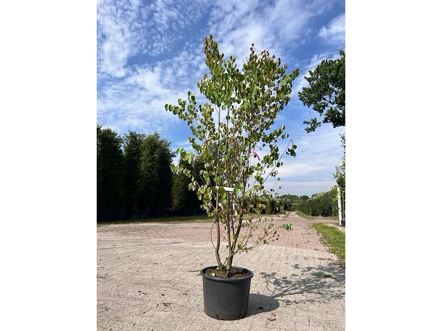 5x sierstruik, cercidiphyllum japonicum, e.a., sierheester, bloei/herfstverkleuring, ca. 100-175 cm hoog - afbeelding 3 van  7