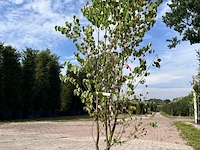 5x sierstruik, cercidiphyllum japonicum, e.a., sierheester, bloei/herfstverkleuring, ca. 100-175 cm hoog - afbeelding 3 van  7