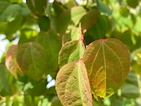 5x sierstruik, cercidiphyllum japonicum, e.a., sierheester, bloei/herfstverkleuring, ca. 100-175 cm hoog - afbeelding 4 van  7
