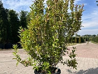 5x sierstruik, cercidiphyllum japonicum, e.a., sierheester, bloei/herfstverkleuring, ca. 100-175 cm hoog - afbeelding 5 van  7