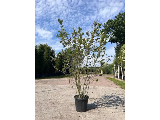 5x sierstruik, cercidiphyllum japonicum, e.a., sierheester, bloei/herfstverkleuring, ca. 100-175 cm hoog - afbeelding 7 van  7