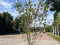 5x sierstruik, cercidiphyllum japonicum, e.a., sierheester, bloei/herfstverkleuring, ca. 100-175 cm hoog - afbeelding 7 van  7