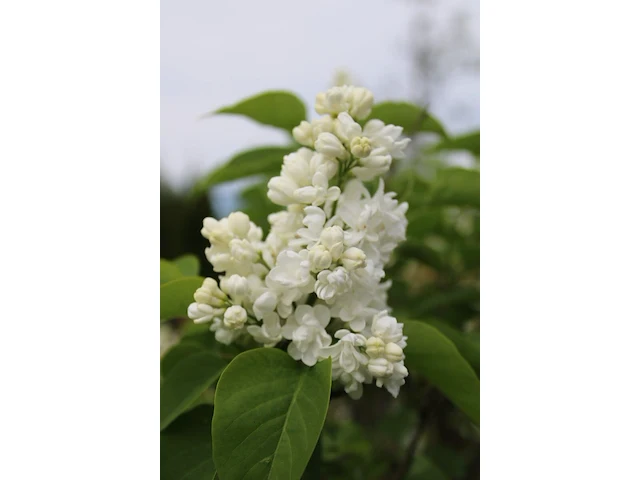 5x sierstruik, chionanthus virginicus, e.a., sierheester, bloei/herfstverkleuring, ca. 100-175 cm hoog - afbeelding 2 van  10