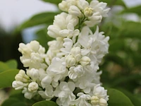 5x sierstruik, chionanthus virginicus, e.a., sierheester, bloei/herfstverkleuring, ca. 100-175 cm hoog - afbeelding 2 van  10