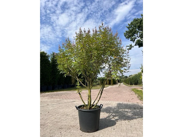 5x sierstruik, chionanthus virginicus, e.a., sierheester, bloei/herfstverkleuring, ca. 100-175 cm hoog - afbeelding 1 van  10
