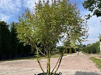 5x sierstruik, chionanthus virginicus, e.a., sierheester, bloei/herfstverkleuring, ca. 100-175 cm hoog