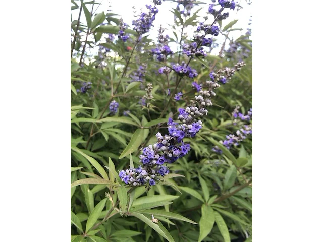 5x sierstruik, chionanthus virginicus, e.a., sierheester, bloei/herfstverkleuring, ca. 100-175 cm hoog - afbeelding 3 van  10