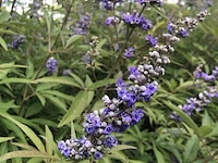 5x sierstruik, chionanthus virginicus, e.a., sierheester, bloei/herfstverkleuring, ca. 100-175 cm hoog - afbeelding 3 van  10