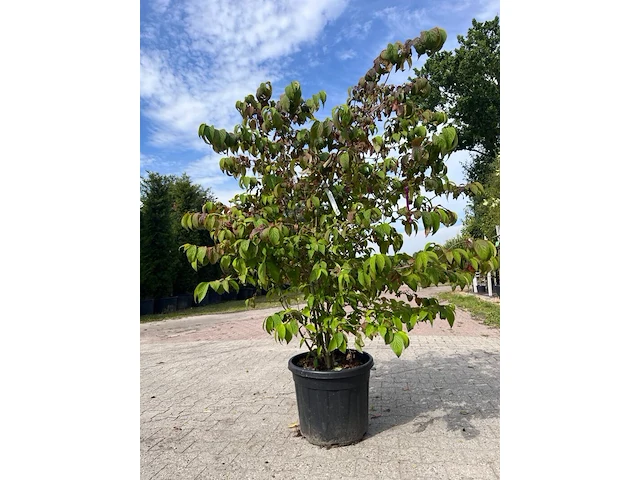 5x sierstruik, chionanthus virginicus, e.a., sierheester, bloei/herfstverkleuring, ca. 100-175 cm hoog - afbeelding 4 van  10