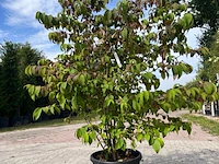 5x sierstruik, chionanthus virginicus, e.a., sierheester, bloei/herfstverkleuring, ca. 100-175 cm hoog - afbeelding 4 van  10