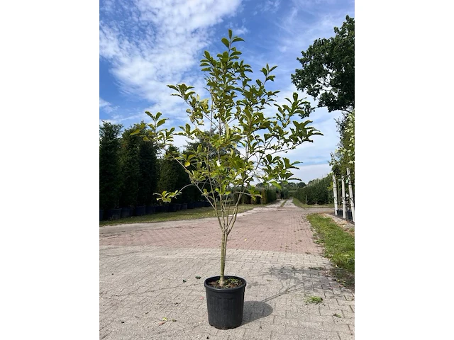 5x sierstruik, chionanthus virginicus, e.a., sierheester, bloei/herfstverkleuring, ca. 100-175 cm hoog - afbeelding 6 van  10