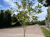5x sierstruik, chionanthus virginicus, e.a., sierheester, bloei/herfstverkleuring, ca. 100-175 cm hoog - afbeelding 6 van  10
