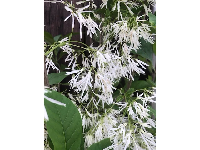 5x sierstruik, chionanthus virginicus, e.a., sierheester, bloei/herfstverkleuring, ca. 100-175 cm hoog - afbeelding 7 van  10