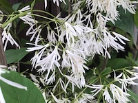 5x sierstruik, chionanthus virginicus, e.a., sierheester, bloei/herfstverkleuring, ca. 100-175 cm hoog - afbeelding 7 van  10