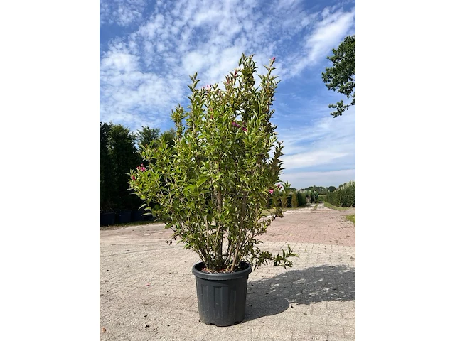 5x sierstruik, chionanthus virginicus, e.a., sierheester, bloei/herfstverkleuring, ca. 100-175 cm hoog - afbeelding 8 van  10