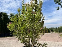 5x sierstruik, chionanthus virginicus, e.a., sierheester, bloei/herfstverkleuring, ca. 100-175 cm hoog - afbeelding 8 van  10