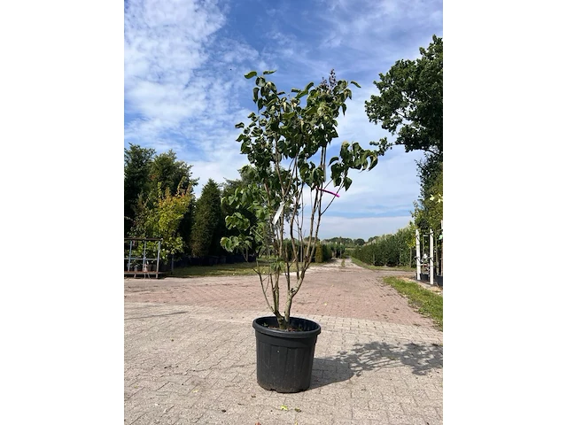 5x sierstruik, chionanthus virginicus, e.a., sierheester, bloei/herfstverkleuring, ca. 100-175 cm hoog - afbeelding 10 van  10