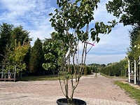 5x sierstruik, chionanthus virginicus, e.a., sierheester, bloei/herfstverkleuring, ca. 100-175 cm hoog - afbeelding 10 van  10