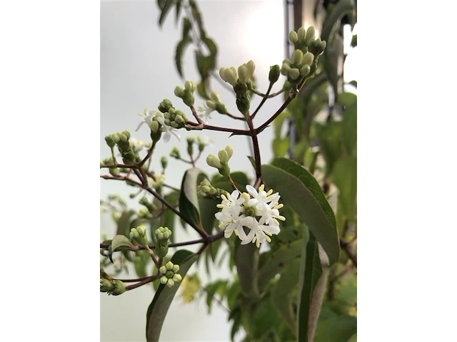 5x sierstruik, lagerstroemia i. 'seaburn', e.a., sierheester, bloei/herfstverkleuring, ca. 80-200 cm hoog - afbeelding 2 van  10