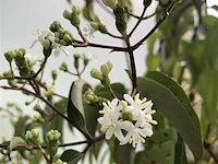 5x sierstruik, lagerstroemia i. 'seaburn', e.a., sierheester, bloei/herfstverkleuring, ca. 80-200 cm hoog - afbeelding 2 van  10