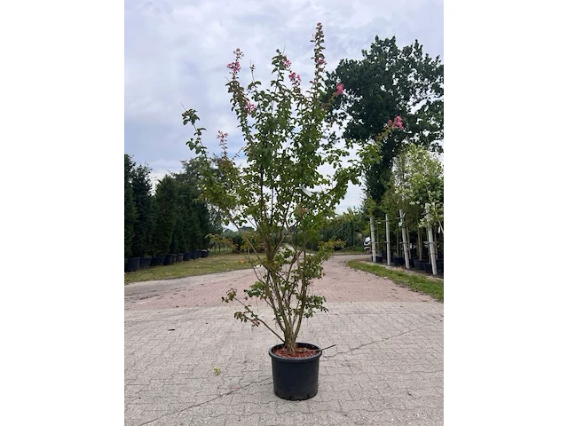5x sierstruik, lagerstroemia i. 'seaburn', e.a., sierheester, bloei/herfstverkleuring, ca. 80-200 cm hoog - afbeelding 1 van  10