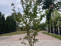 5x sierstruik, lagerstroemia i. 'seaburn', e.a., sierheester, bloei/herfstverkleuring, ca. 80-200 cm hoog